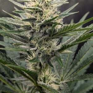 Flowering Week - 7 - Granddaddy Purple - 2