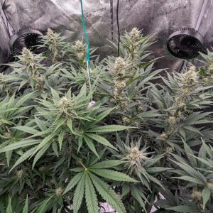 Flowering Week - 7 - Granddaddy Purple - 3