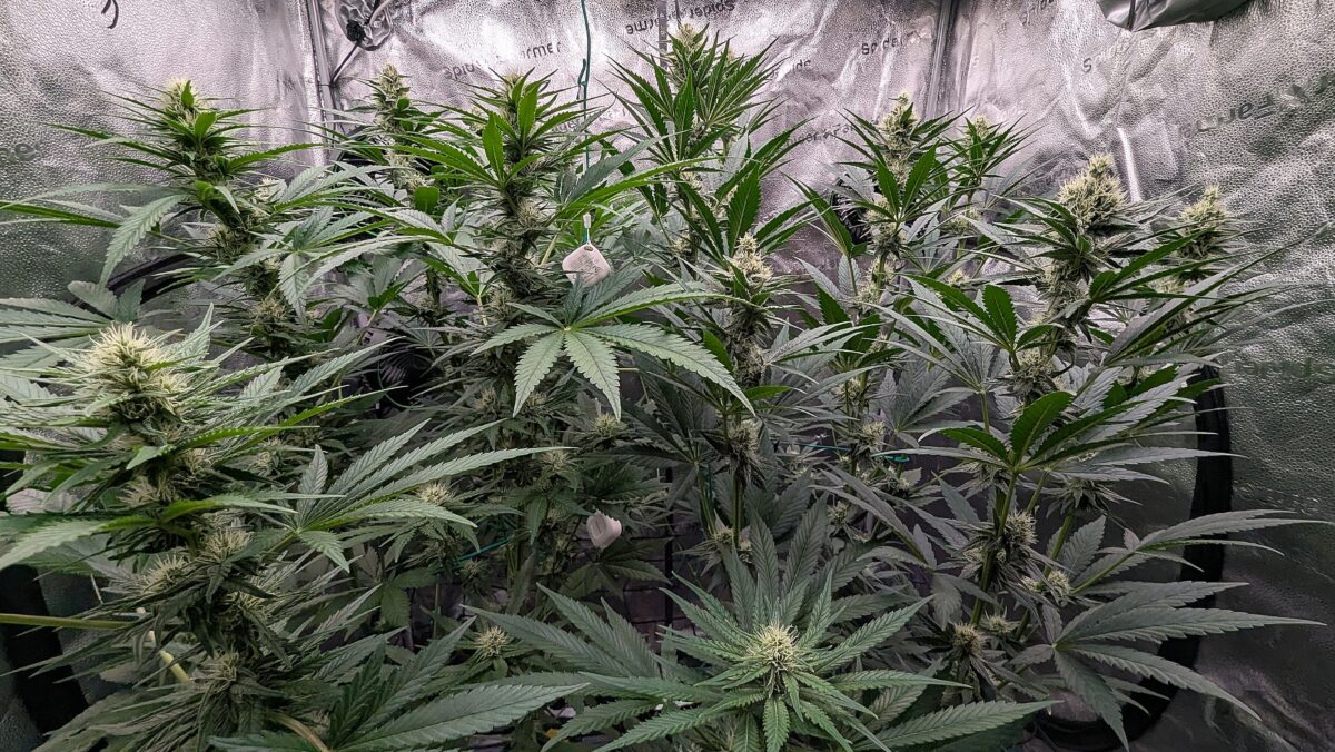 bbs-grow-diaries/week-538538-diary-528534-user-38149-6938d1e720cfd