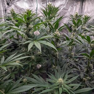 Granddaddy Purple - Flowering Week - 7