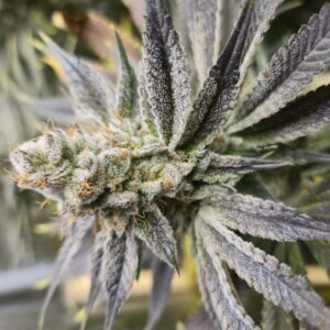 Flowering Week - 13 - Shiskaberry Cookies - 1