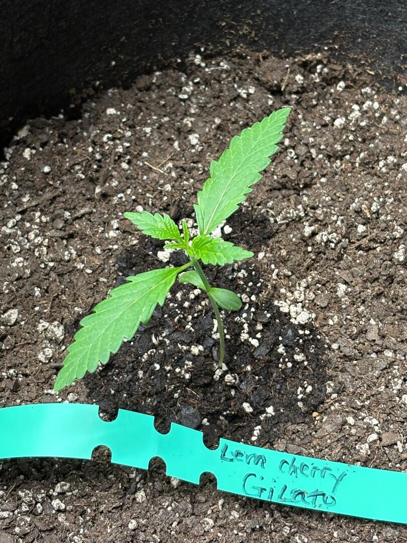 bbs-grow-diaries/week-539209-diary-539207-user-39895-693db48ce2a36