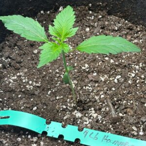 Lemon Cherry Gelato - Vegetation Week - 3