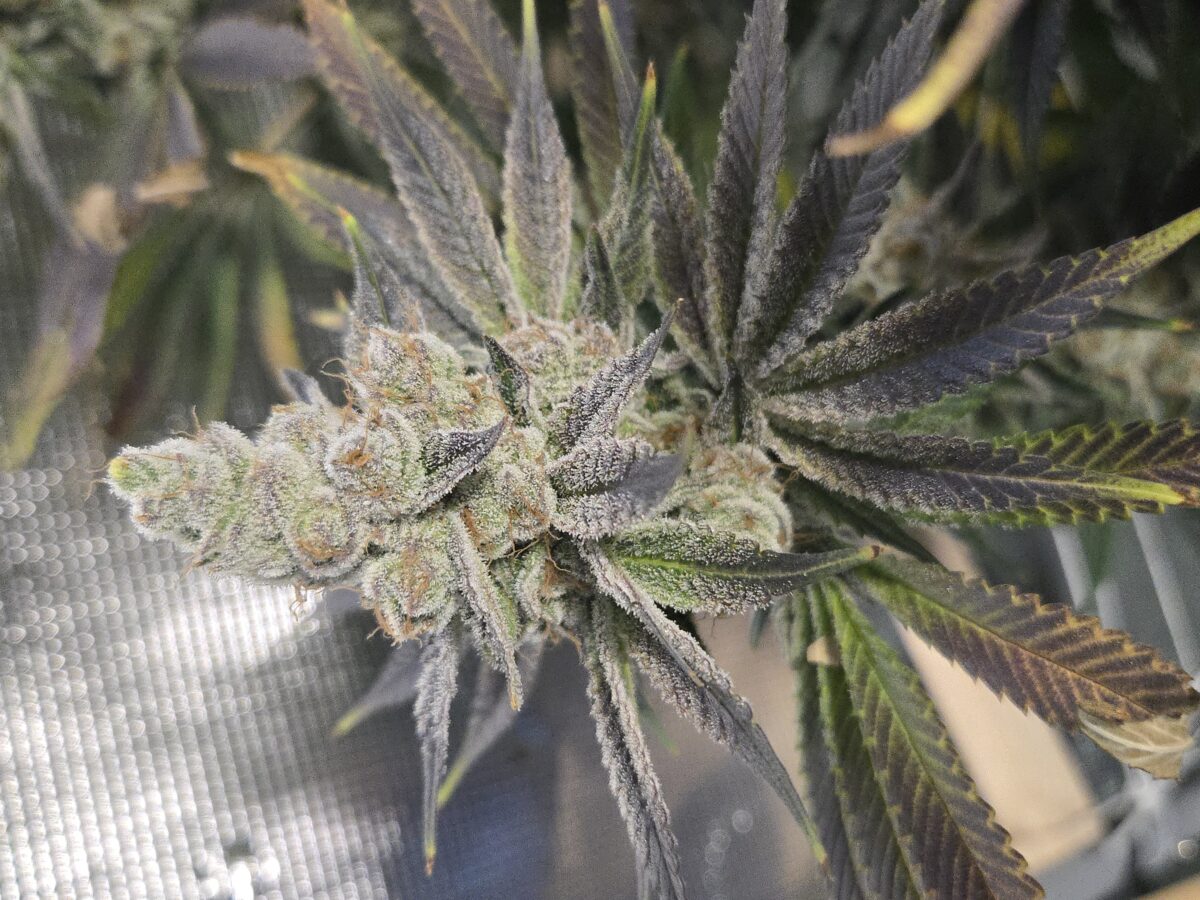 bbs-grow-diaries/week-539523-diary-521013-user-43815-694052ef867ec