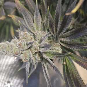 Shiskaberry Cookies - Flowering Week - 14