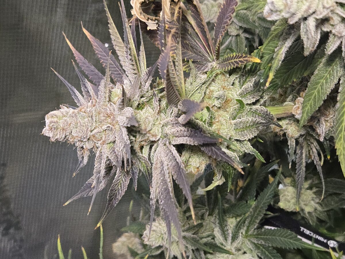 bbs-grow-diaries/week-539523-diary-521013-user-43815-69443597d3ee1