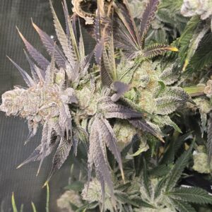 Shiskaberry Cookies - Flowering Week - 14