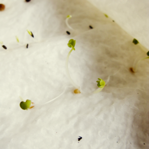 Fat Bastard - Flowering Week - 16