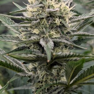 Flowering Week - 8 - Granddaddy Purple - 1