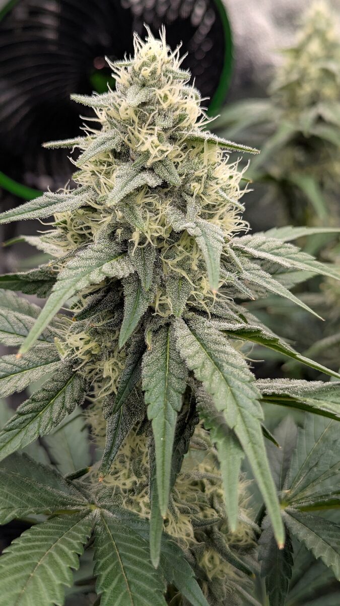 bbs-grow-diaries/week-539724-diary-528534-user-38149-694367504b909