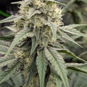 Flowering Week - 8 - Granddaddy Purple - 2