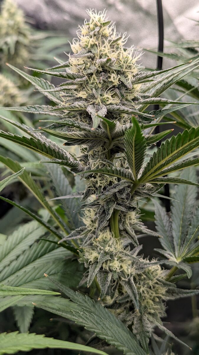 bbs-grow-diaries/week-539724-diary-528534-user-38149-69436752664ef