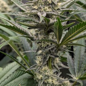 Flowering Week - 8 - Granddaddy Purple - 3