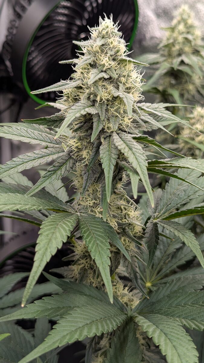 bbs-grow-diaries/week-539724-diary-528534-user-38149-6943675462ace