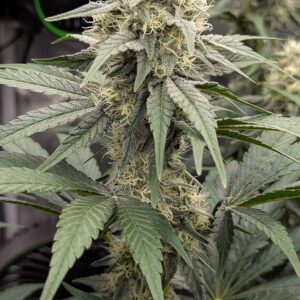 Flowering Week - 8 - Granddaddy Purple - 4