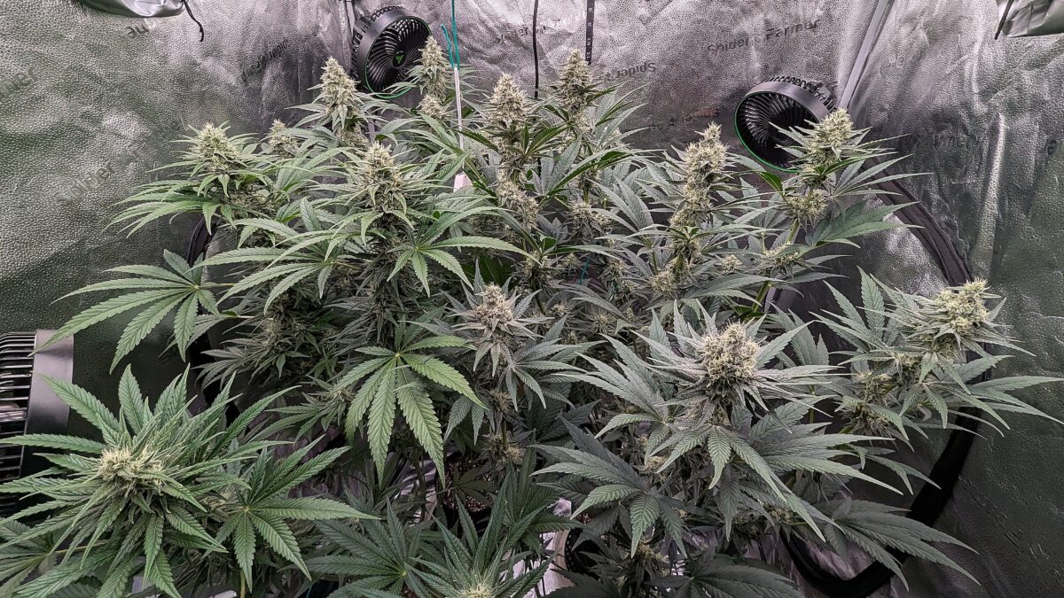 bbs-grow-diaries/week-539724-diary-528534-user-38149-694367566d775