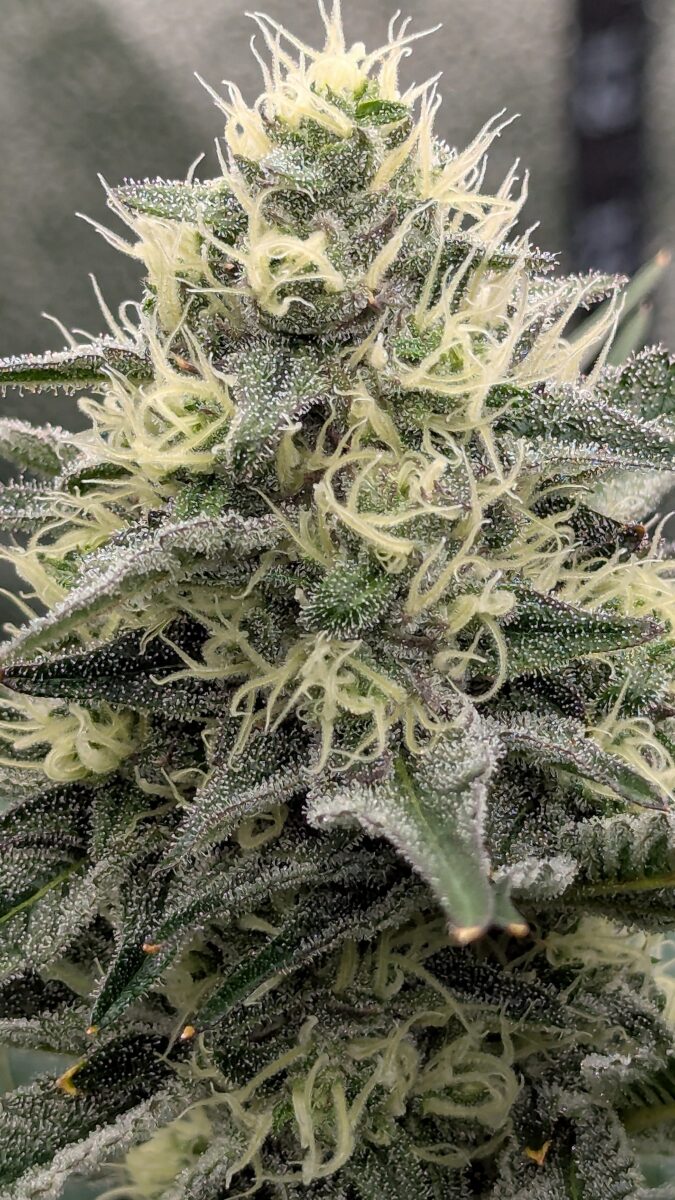 bbs-grow-diaries/week-539724-diary-528534-user-38149-694367589ff26