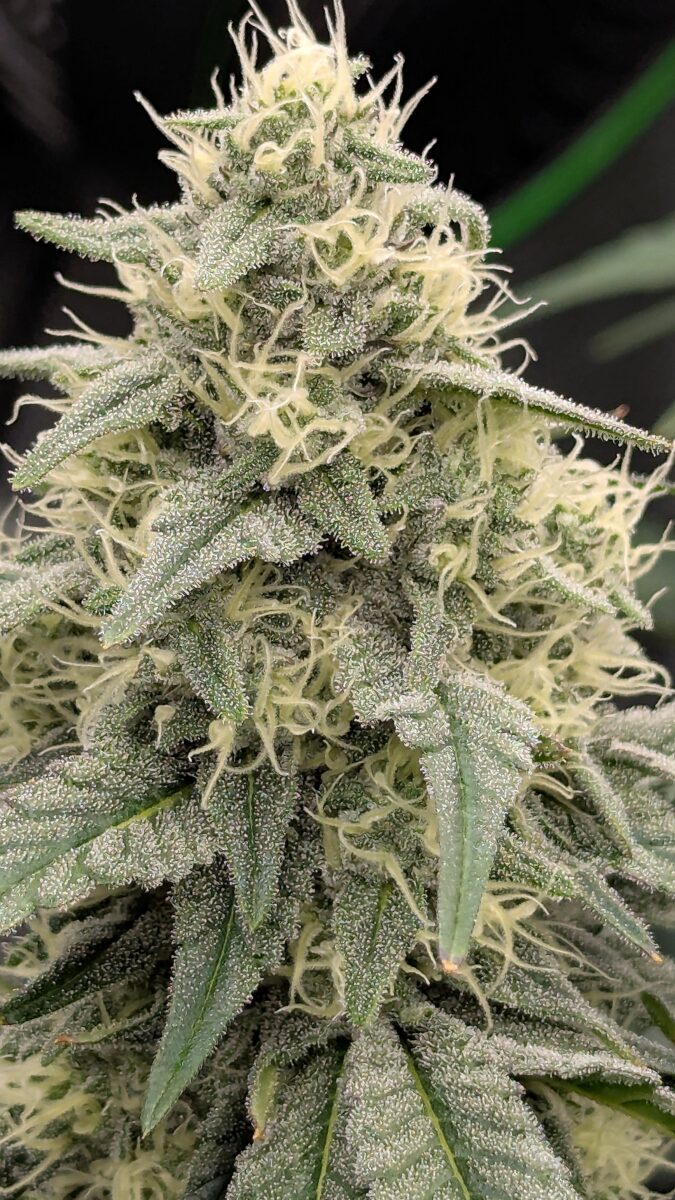 bbs-grow-diaries/week-539724-diary-528534-user-38149-6943675abd1b4