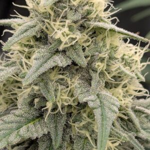 Granddaddy Purple - Flowering Week - 8