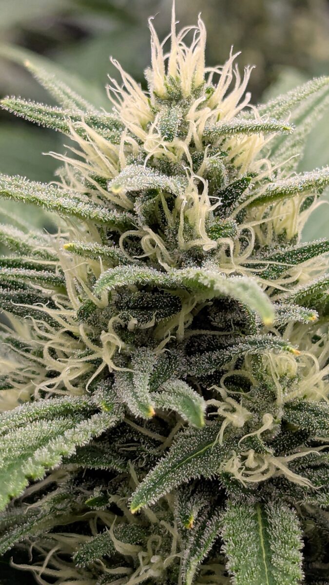 bbs-grow-diaries/week-539727-diary-528437-user-38149-694369ba1b125