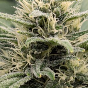 Flowering Week - 8 - God’s Gift - 1