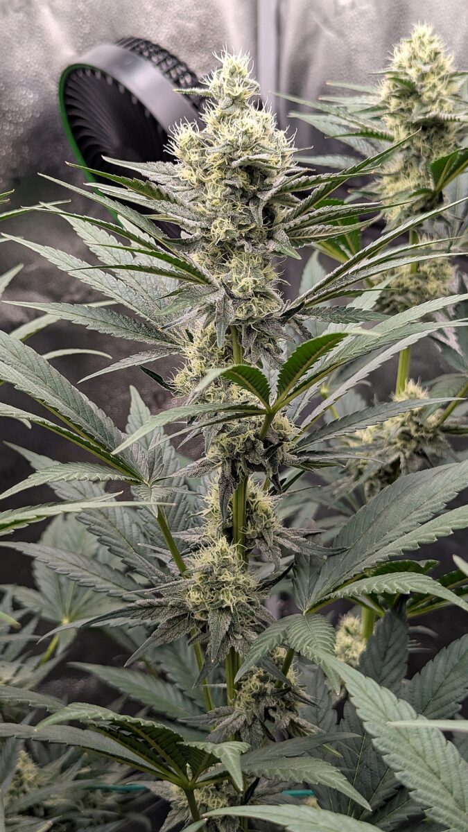 bbs-grow-diaries/week-539727-diary-528437-user-38149-694369bc3053a