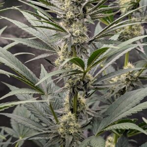 Flowering Week - 8 - God’s Gift - 2