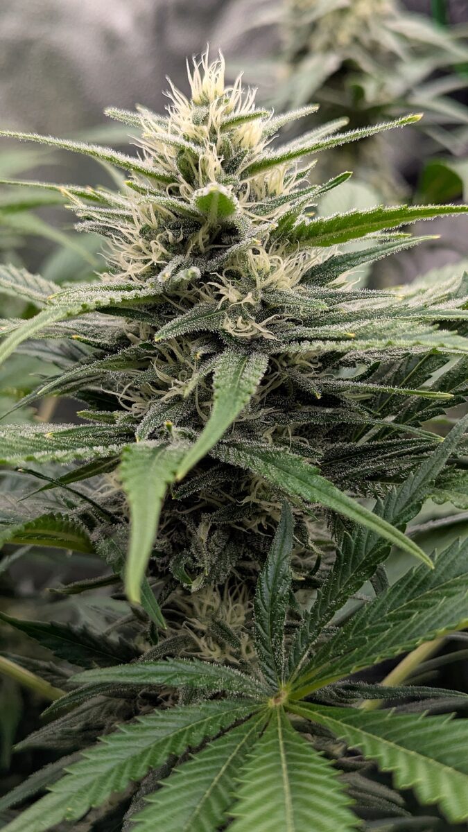 bbs-grow-diaries/week-539727-diary-528437-user-38149-694369be3e147