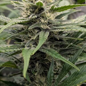 Flowering Week - 8 - God’s Gift - 3