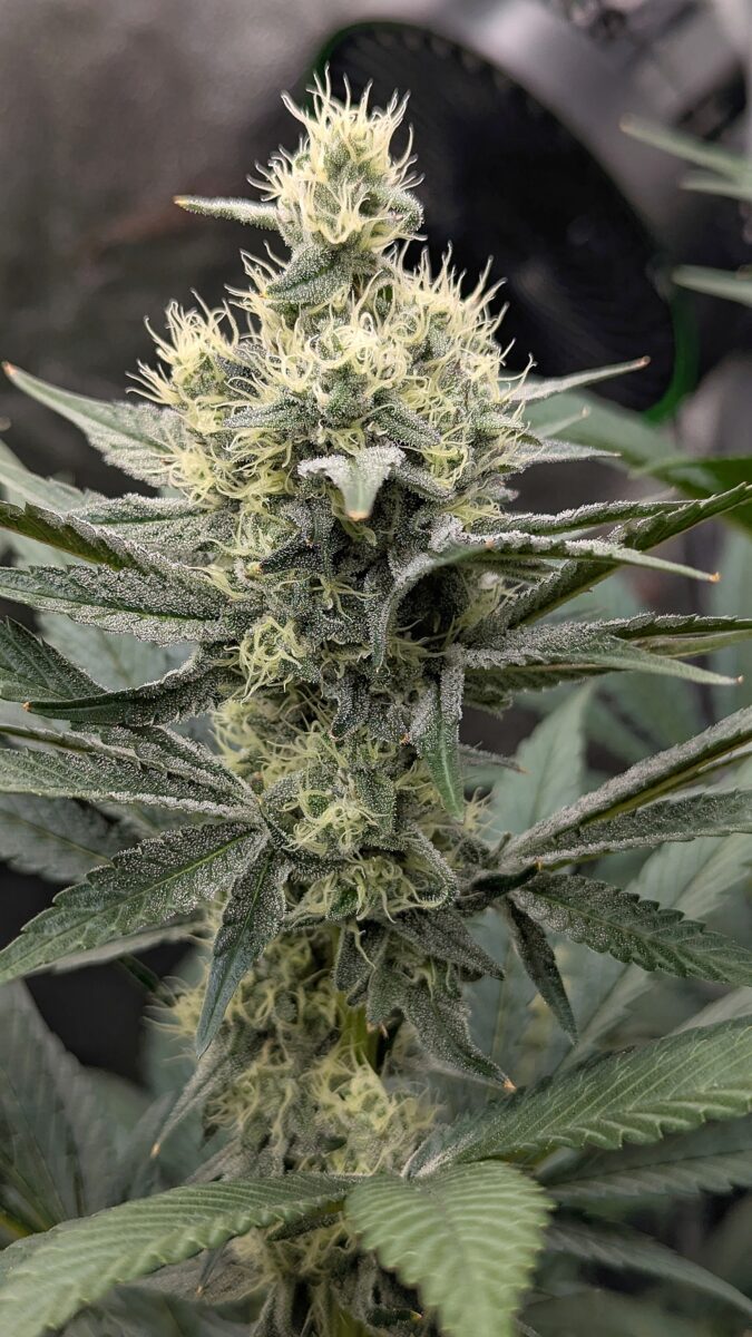 bbs-grow-diaries/week-539727-diary-528437-user-38149-694369c02f325