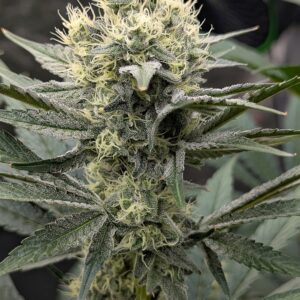 Flowering Week - 8 - God’s Gift - 4