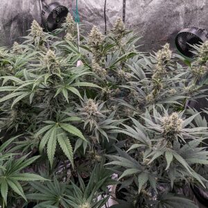 Flowering Week - 8 - God’s Gift - 5