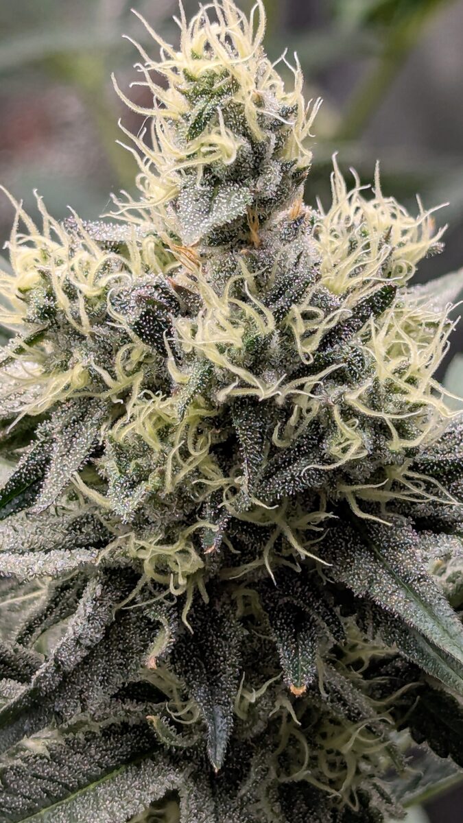 bbs-grow-diaries/week-539727-diary-528437-user-38149-694369c46e187