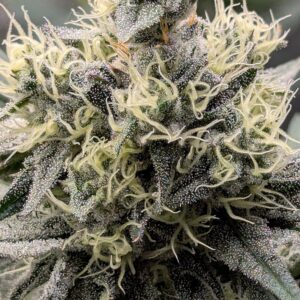 Flowering Week - 8 - God’s Gift - 6