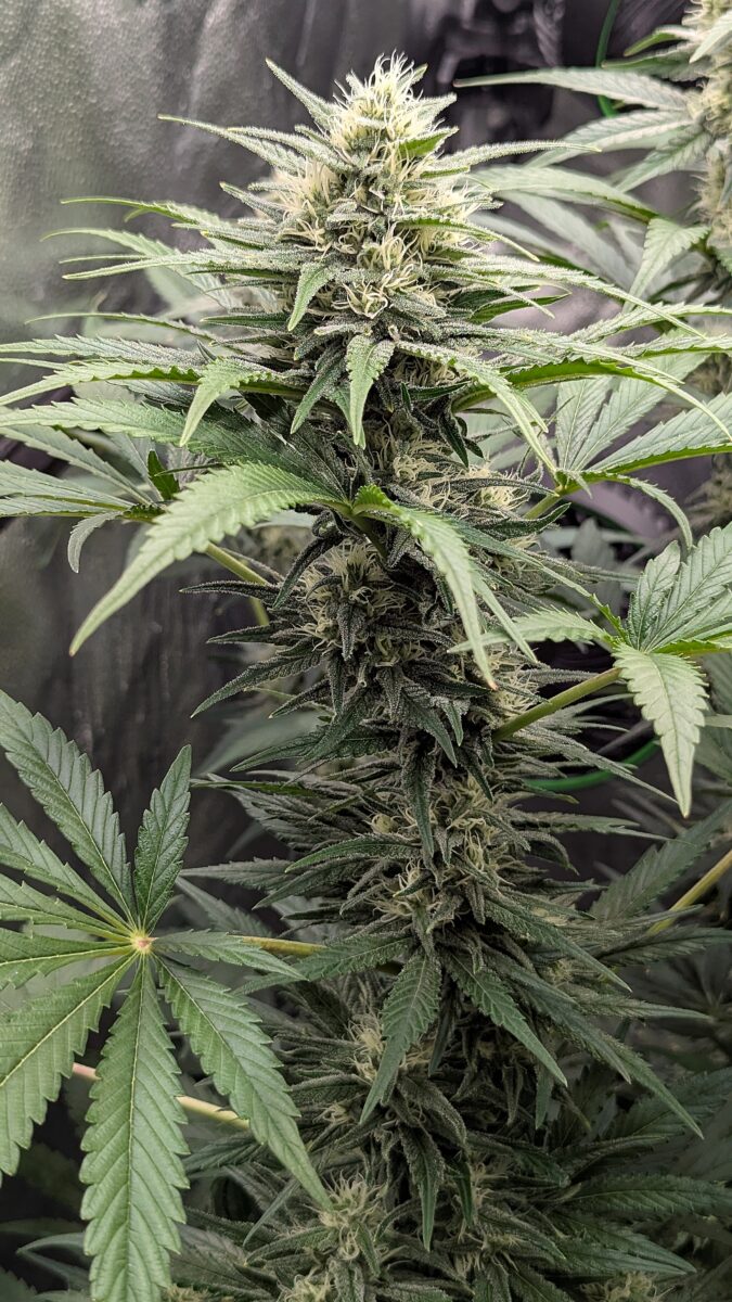 bbs-grow-diaries/week-539727-diary-528437-user-38149-694369c66cb53