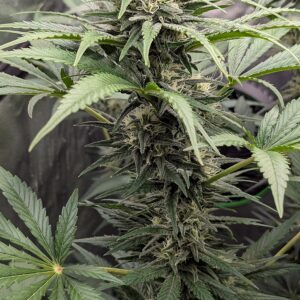 God’s Gift - Flowering Week - 8