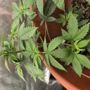 Vegetation Week - 6 - Fat Bastard - 1