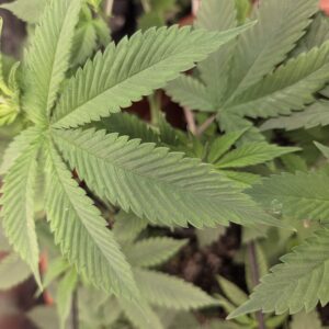 Fat Bastard - Vegetation Week - 6