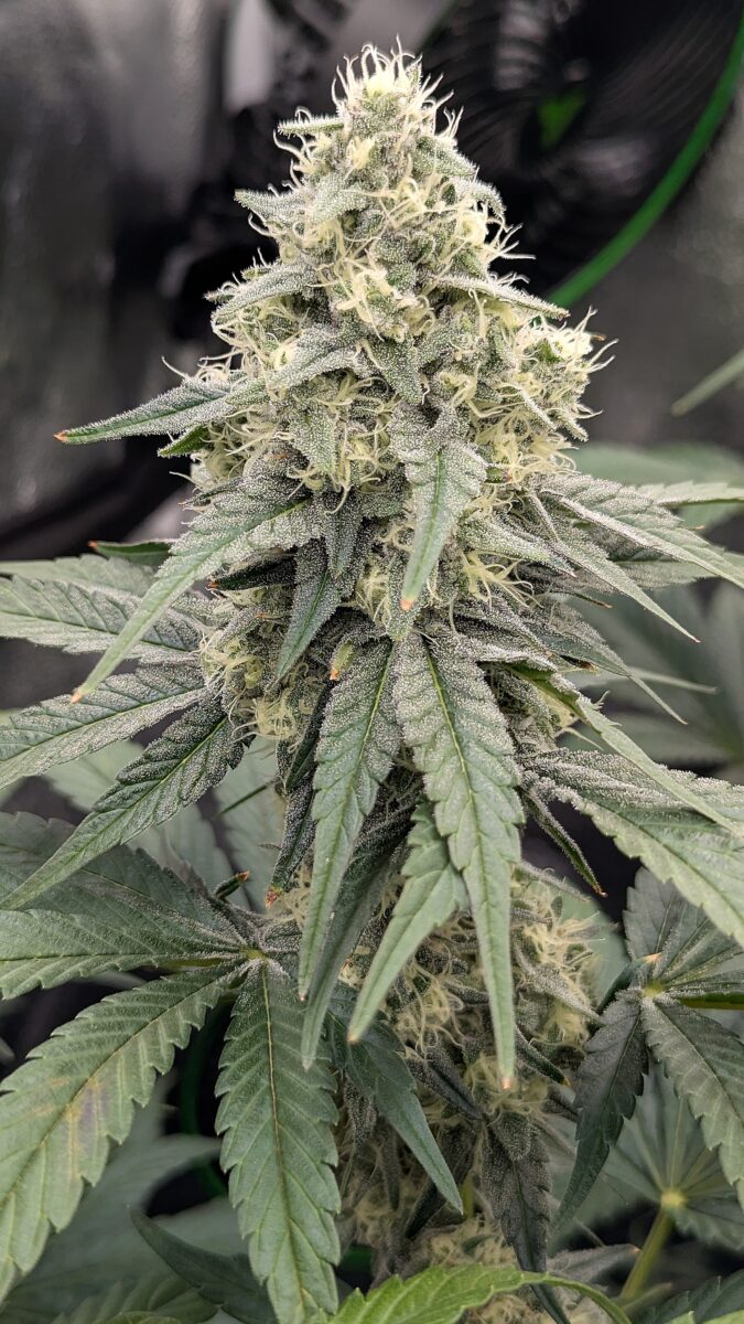 bbs-grow-diaries/week-540400-diary-528534-user-38149-694d6ebadccd6