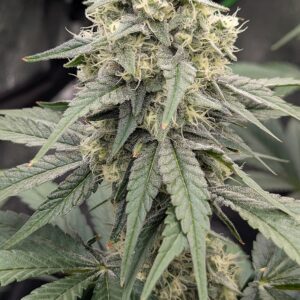 Flowering Week - 9 - Granddaddy Purple - 1