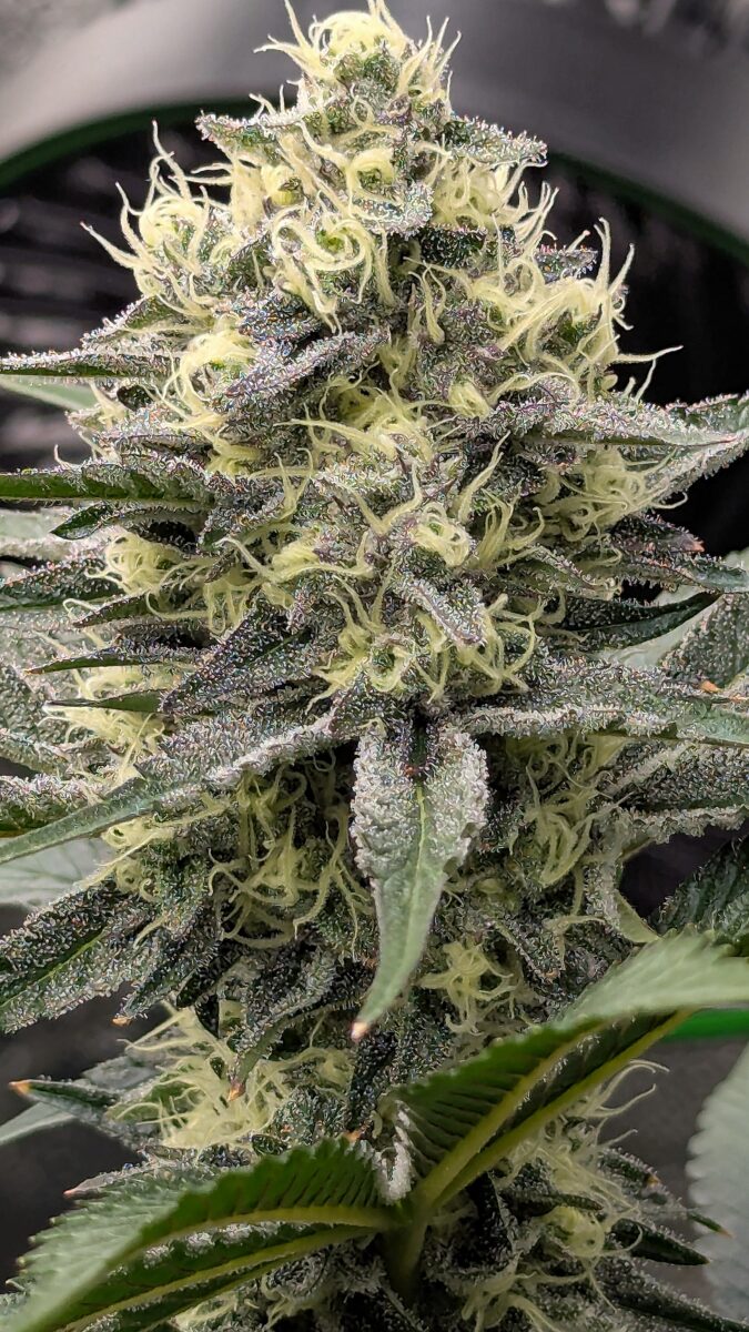 bbs-grow-diaries/week-540400-diary-528534-user-38149-694d6ebd6e669