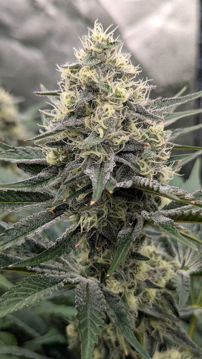 bbs-grow-diaries/week-540400-diary-528534-user-38149-694d6ebf751c4