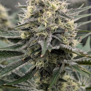 Flowering Week - 9 - Granddaddy Purple - 3