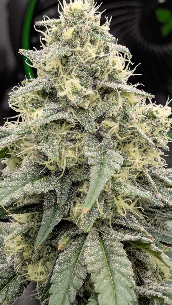 bbs-grow-diaries/week-540400-diary-528534-user-38149-694d6ec3e0e24