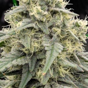 Flowering Week - 9 - Granddaddy Purple - 5