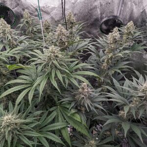 Flowering Week - 9 - Granddaddy Purple - 6