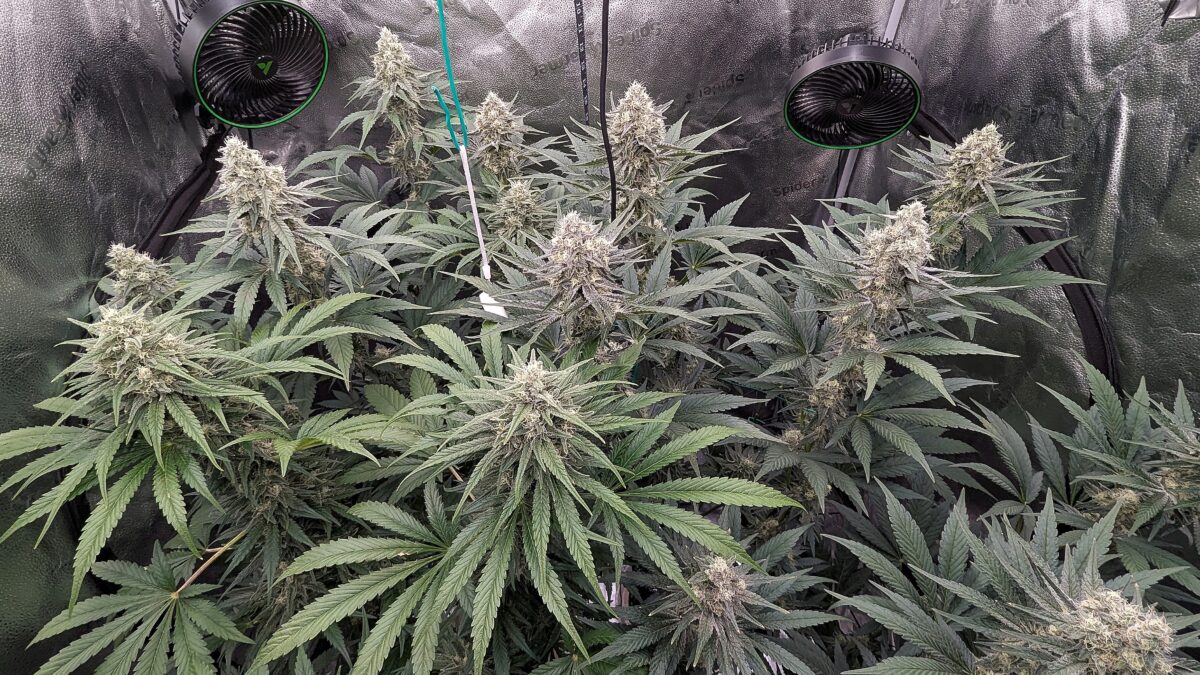 bbs-grow-diaries/week-540400-diary-528534-user-38149-694d6ec80fe0e