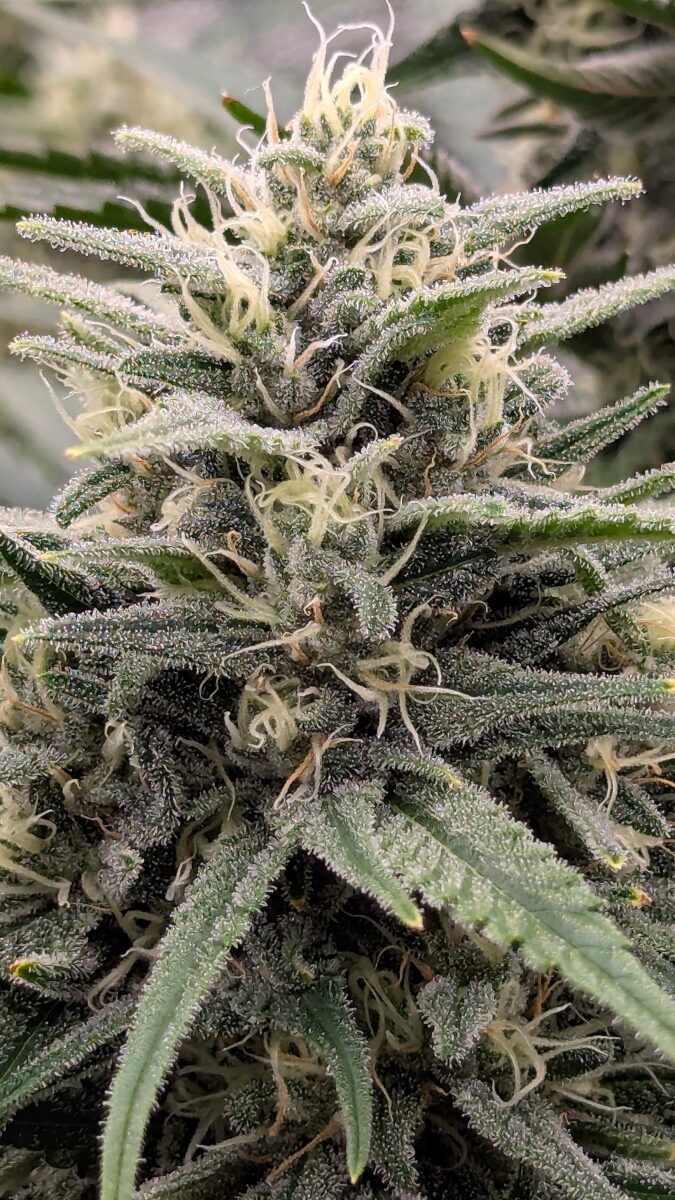 bbs-grow-diaries/week-540401-diary-528437-user-38149-694d6ff557b2c