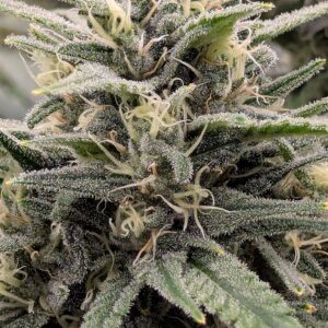 Flowering Week - 9 - God’s Gift - 1