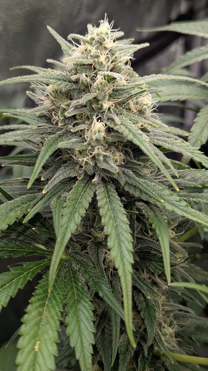 bbs-grow-diaries/week-540401-diary-528437-user-38149-694d6ff76d418